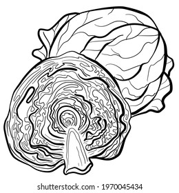 graphic vector image of a whole head of cabbage and half of a head of cabbage on a white background