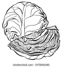 graphic vector image of a whole head of cabbage and half of a head of cabbage on a white background