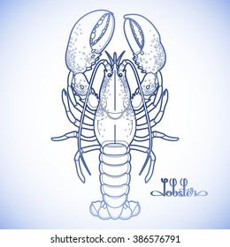 Graphic vector lobster drawn in line art style. Sea and ocean creature in blue colors. Top view. Seafood element. Coloring book page design