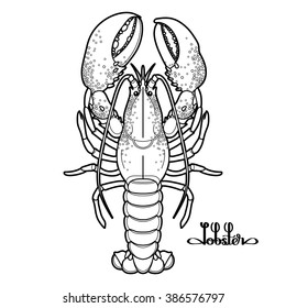 Graphic vector lobster drawn in line art style. Sea and ocean creature isolated on white background. Top view. Seafood element. Coloring book page design for adults and kids