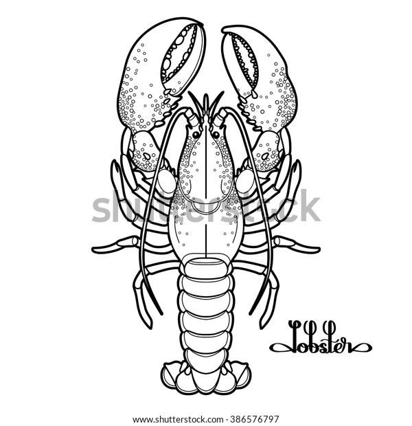 Graphic Vector Lobster Drawn Line Art Stock Vector (Royalty Free) 386576797