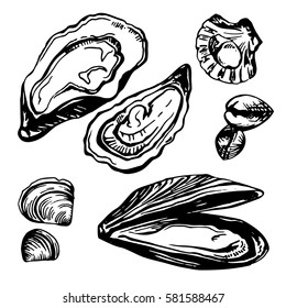 Graphic vector mussels, oysters and mollusk drawn in sketch style. Sea and ocean food isolated on white background. Ingredients for seafood menu.