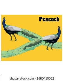 graphic vector peacock running at the zoo