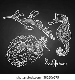 Graphic vector sea horse collection in a line art style. Ocean creatures isolated on chalkboard