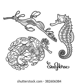 Graphic vector sea horse collection drawn in a line art style. Ocean creatures isolated on white background. Coloring book page design for adults and kids