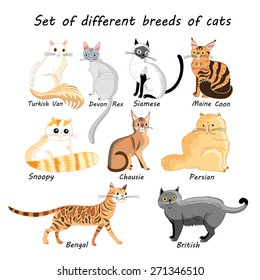 Graphic vector set of different breeds of cats on a white background