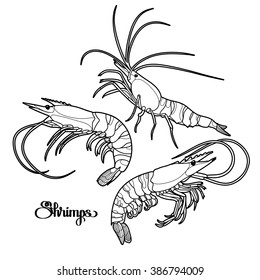 Graphic vector shrimps collection drawn in line art style. Sea and ocean creatures isolated on white background. Seafood element. Coloring book page design for adults and kids