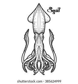 Graphic vector squid drawn in line art style. Sea and ocean creature isolated on white background. Coloring book page design for adults and kids