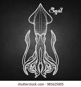 Graphic vector squid drawn in line art style. Sea and ocean creature isolated on chalkboard