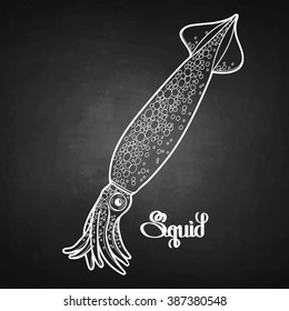 Graphic vector squid drawn in line art style. Sea and ocean creature isolated on chalkboard