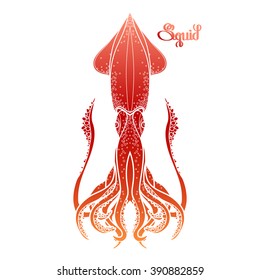 Graphic vector squid drawn in line art style. Sea and ocean creature in red colors isolated on white background . Coloring book page design