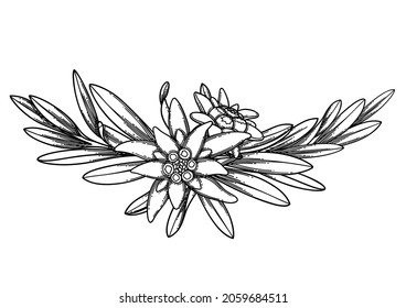 Graphic vignette made of edelweiss flowers and leaves. Vector floral design isolated on white background