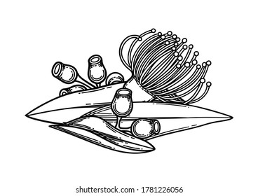 Graphic vignette made of eucalyptus flowers and leaves. Vector floral design isolated on white background