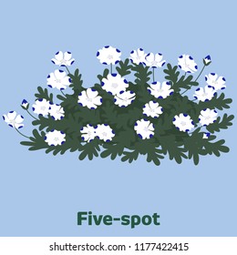 The graphic of white flowers with five blue dots on the tip of each petal. They're called Five-spots. 