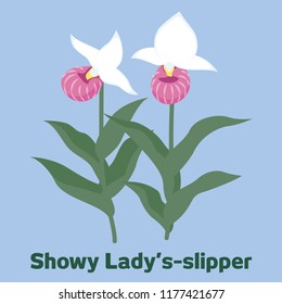 The graphic of white and pink flowers called Showy Lady's-slipper.