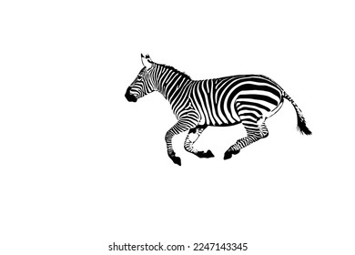 Graphic of zebra isolated on white background, vector illustration. Zebra icon, black and white zebra