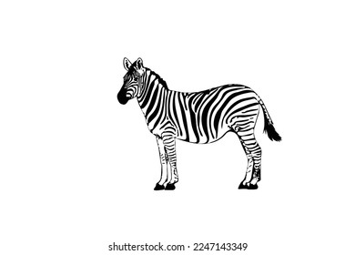 Graphic of zebra isolated on white background, vector illustration. Zebra icon, black and white zebra
