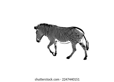 Graphic of zebra isolated on white background, vector illustration. Zebra icon, black and white zebra