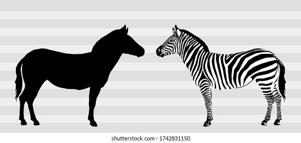 Graphical of 2 zebra black and silhouette isolated on gray background,vector illustration