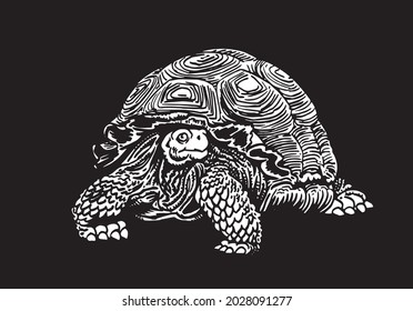 Graphical 3D illustration of tortoise on black background, vector illustration for design. Galapagos tortoise