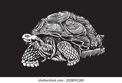 Graphical 3D illustration of tortoise on black background, vector illustration for design. Galapagos tortoise