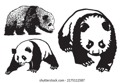 Graphical adorable pandas, vector ink pen illustration, cute bears