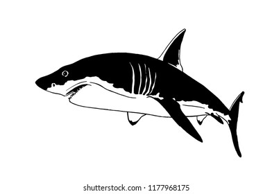 Graphical angry shark isolated on white,vector tattoo illustration