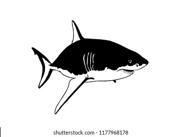 Graphical angry shark isolated on white,vector tattoo illustration