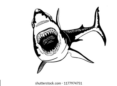 Graphical angry shark with open mouth isolated on white,vector tattoo illustration