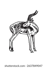 Graphical antelope standing, white background, graphical illustration