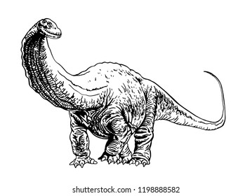 Graphical apatosaurus isolated on white background,vector illustration,dinosaur