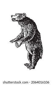 Graphical bear standing isolated on white background,African animal vector illustration