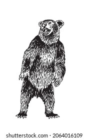 Graphical bear standing isolated on white background,African animal vector illustration