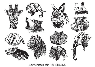 Graphical big  collection of African animals isolated on white background,vector zoo animals