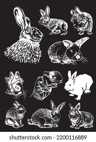 Graphical big collection of rabbits isolated on black background,vector illustration. Fluffy bunnies for printing designs,textiles
