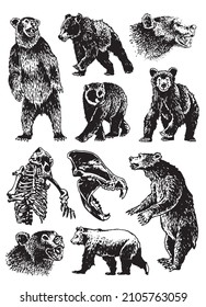 Graphical big set of bears isolated on white background, vector elements of grizzly bear