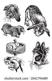 Graphical big set of bunnies isolated on white, domestic animals for design,tattoo ,coloring anf typography 