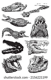 Graphical big set of crocodiles isolated on white background, vector illustration