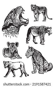 Graphical big set of lions isolated on white background,vector illustration.African animals