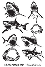 Gran conjunto gráfico de tiburones y mandíbulas aislados en fondo blanco, elementos vectoriales, gran tiburón blanco