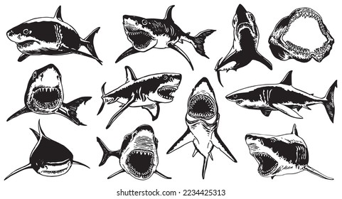 Graphical big set of sharks and jaws isolated on white background,vector elements , great white shark