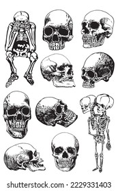 Graphical big set of skeletons and human skulls isolated on white,vector illustration. Human fossils. Anatomy