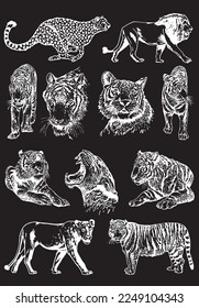 Graphical big set of tigers and lions isolated on black background,vector hand-drawn illustration 