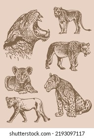 Graphical big vintage set of lions  on sepia background,vector illustration.African animals