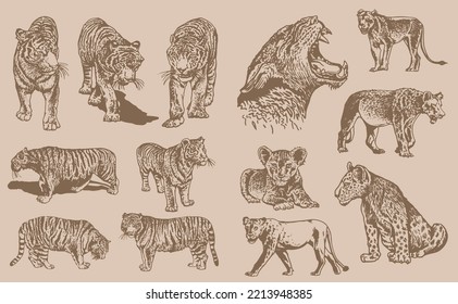Graphical big vintage set of lions and tigers , sepia background,vector illustration.African animals