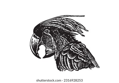 Graphical black parrot cockatoo isolated on white,vector element of bird.Ink pen parrot