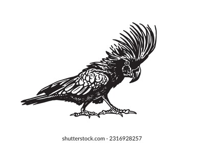 Graphical black parrot cockatoo isolated on white,vector element of bird.Ink pen parrot