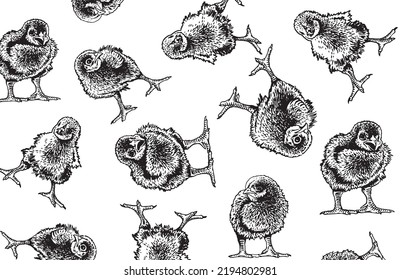  Graphical black and white  pattern newborn chicks cover for fabric, postcards, wallpapers,graphical vector illustration. Poultry background design