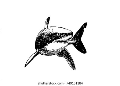 Graphical black and white shark isolated on white background,vector illustration