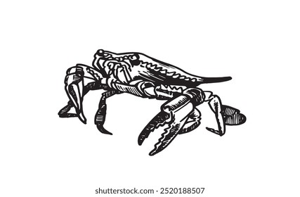 Cangrejo azul gráfico sobre fondo blanco, Ilustración vectorial